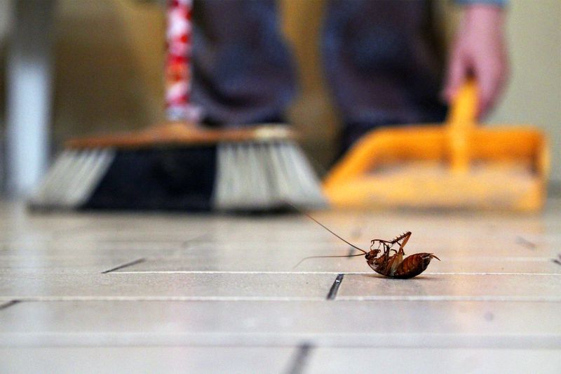 Top Tips for Apartment Pest Control