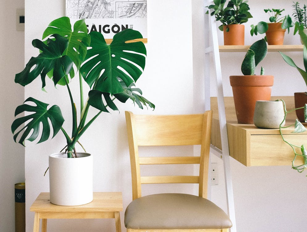 Enhance the air quality in your apartment: Explore indoor plants